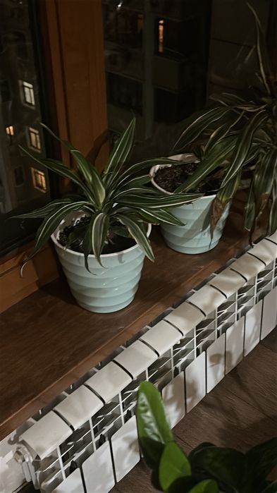 Продам комнатные растения