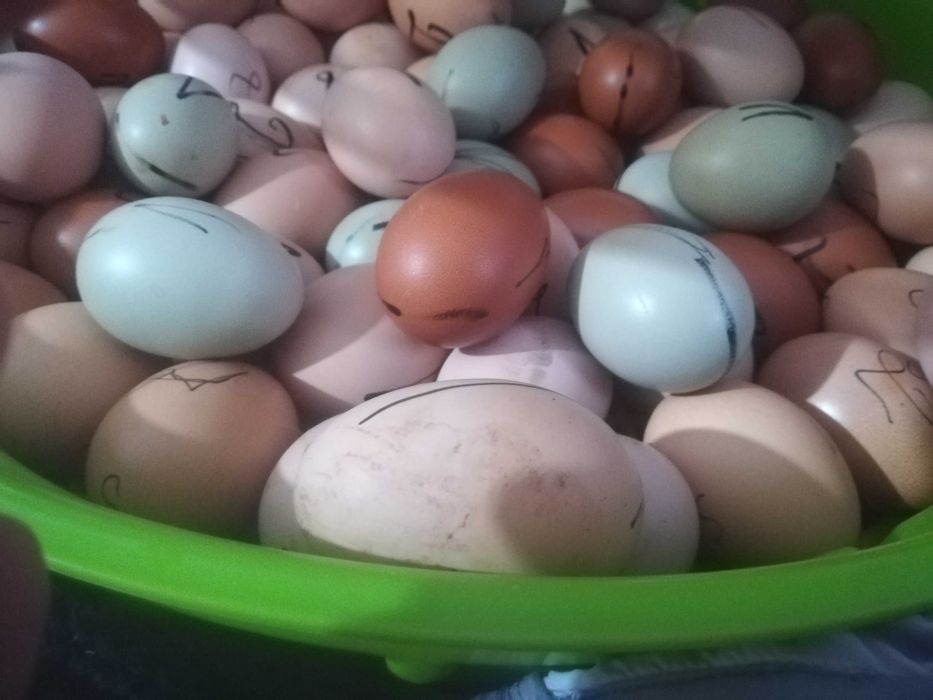 oua pentru incubat