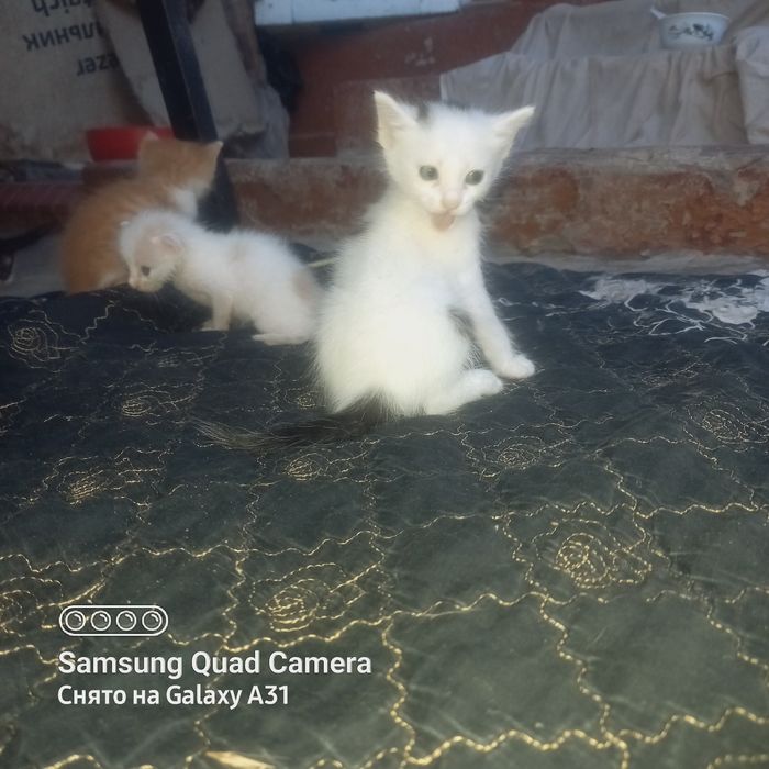 Котята домашние.