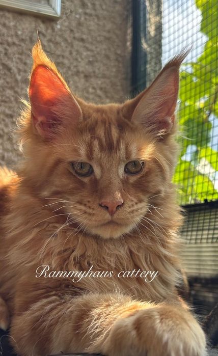 Felisa autorizata WCF, vinde pisoi cu pedigree, rasa Maine coon