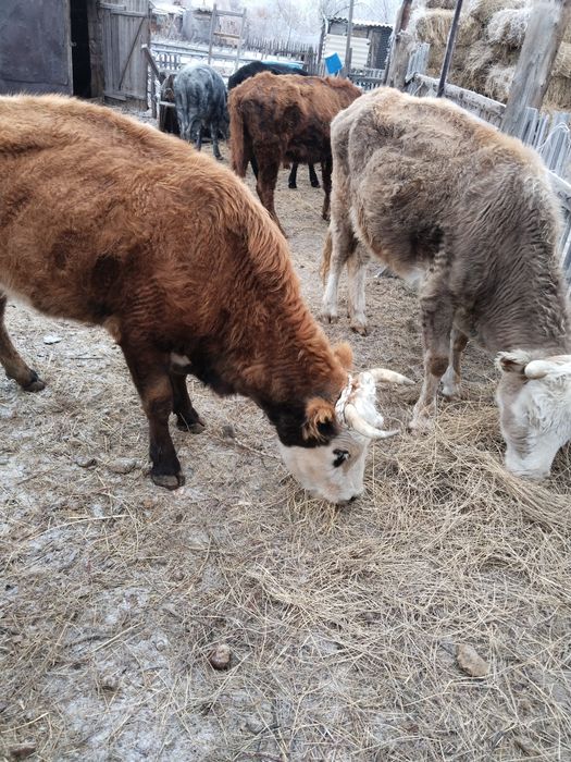 Сиыр сатылады буаз 2 бас