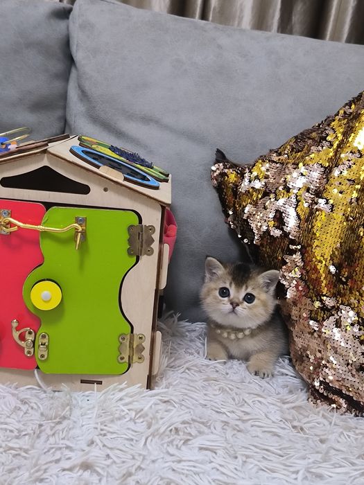 Котята от правильной вязки