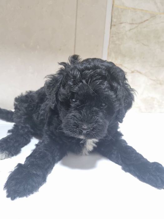 Милые шетки  пулеля.