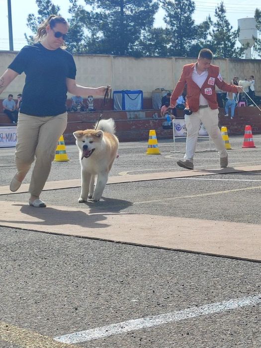 Японская Акита Ину (сука)