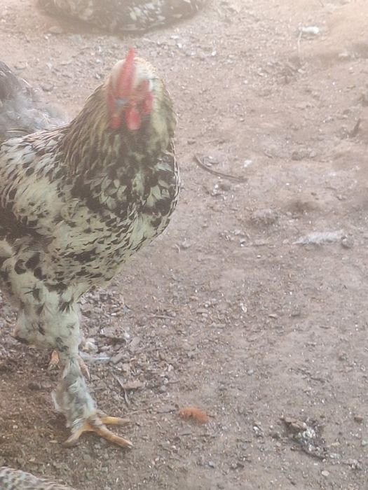 Продам курей и питуха
