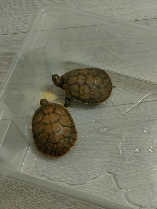 Черепаха продам ,