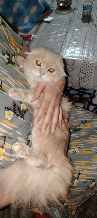 Продаётся кошки шотландская вислоуха и шотландская