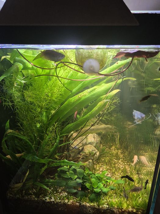 Vand acvariu complet