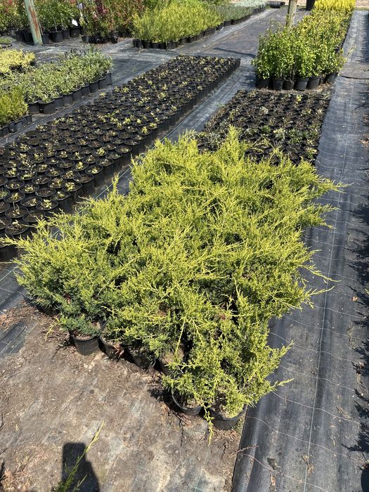 Фотиния,спирали и туй!