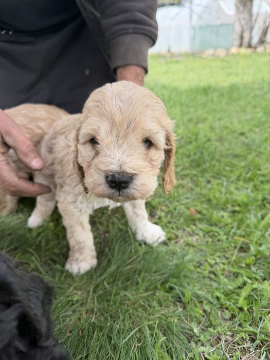 Лагото Романьоло