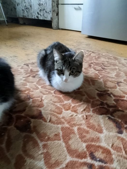 Отдам кошечку в добрые руки