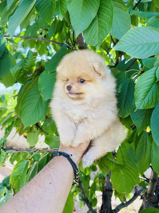 Померан мини мини