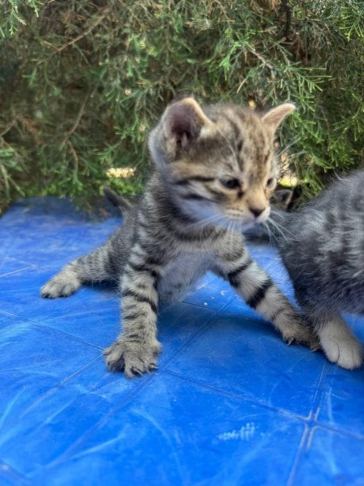 Отдам котят в хорошие руки бесплатно