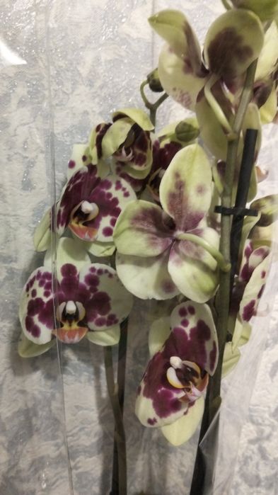 Ппродам орхидеи фаленопсис