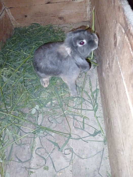 Продаются карликовые кролики.