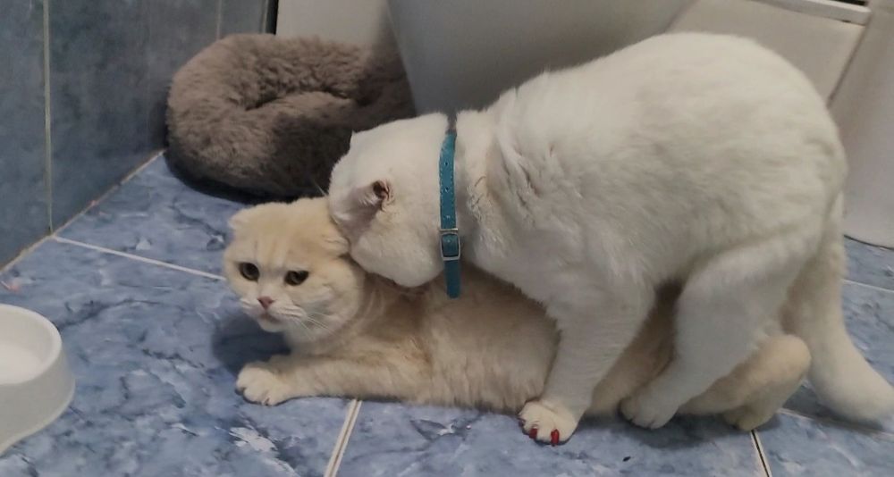 Вязка кот шотландский вислоухий