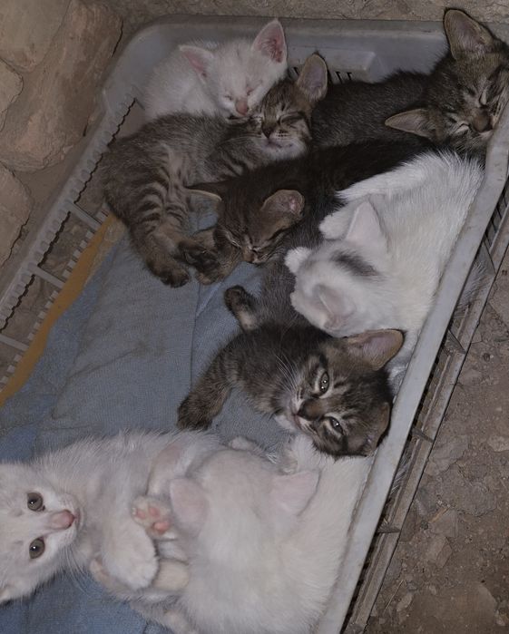 Котята в добрые руки