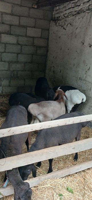 4 та кучкор 2 та куй сотилади. Соглом