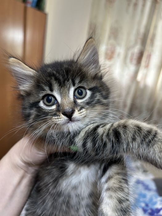 Продам котят Полу Британцев