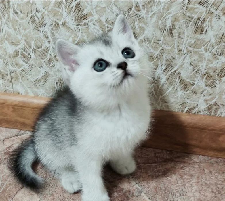 Продаются  котята шиншиллы