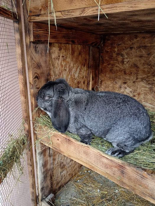 Iepuri berbec german