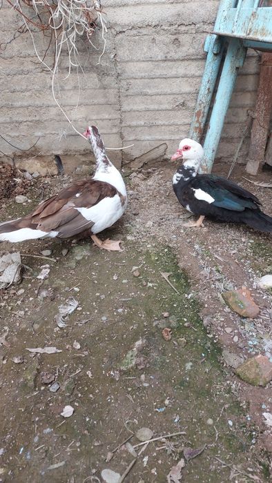 Индоутки оба девочки