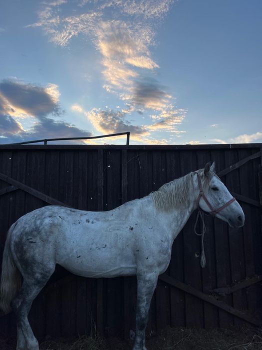 Көкпар айғыр,жеребец