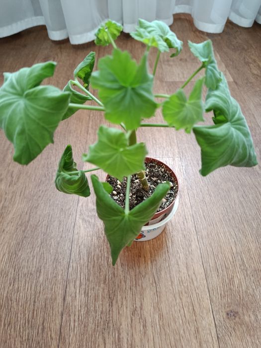 Розебудная  пеларгония, белая герань