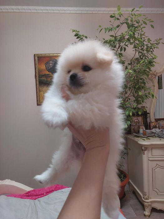 Помиранский шпиц Уральск