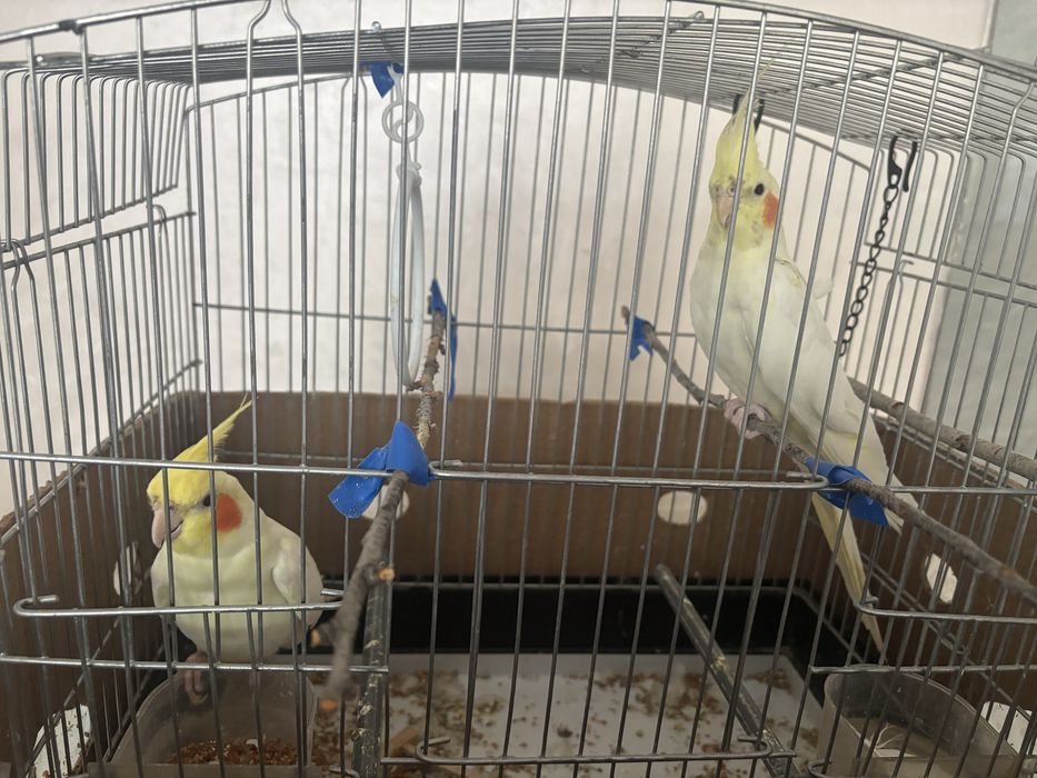 Попугай корелла с клеткой