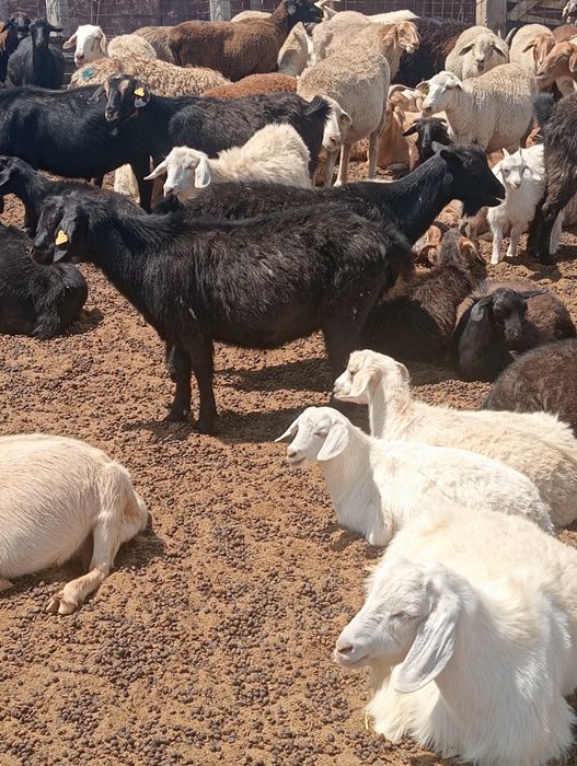 Продам баранов на курбан айт