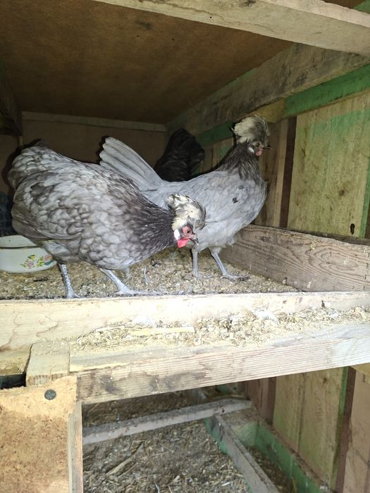 Gollandak tovuqlar sotuvda narxini kilishtirib biramiz