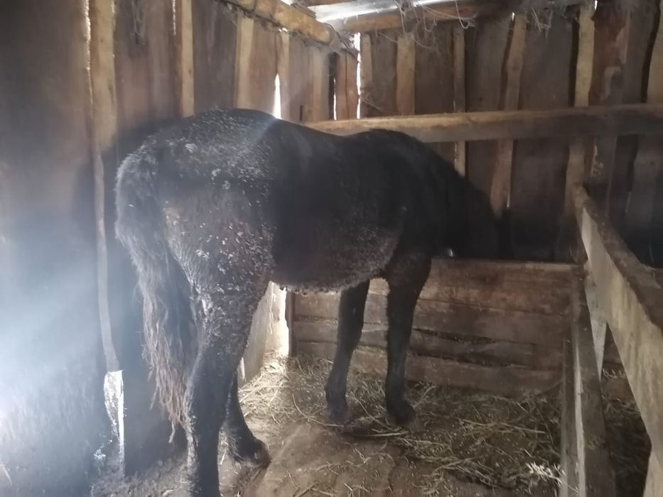 Продам соғым-мясо, жеребчик 1.7