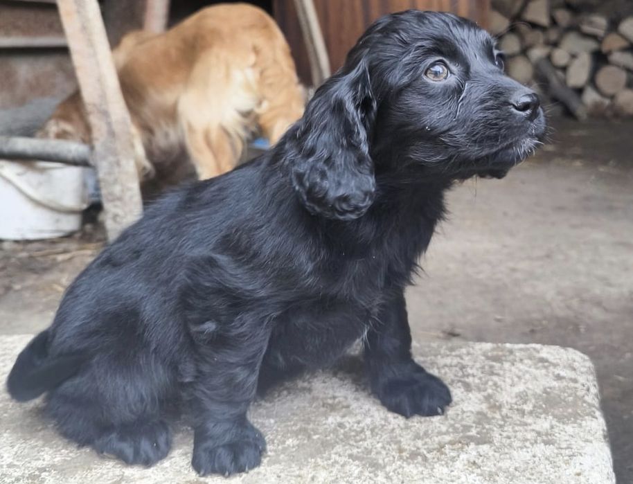 Продавам кученца кокер шпаньол