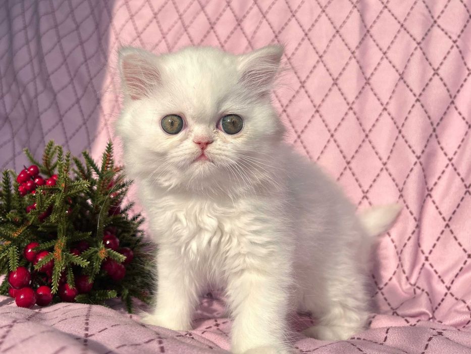 Pisicuță adorabilă Scottish Straight Longhair, cu Pedigree