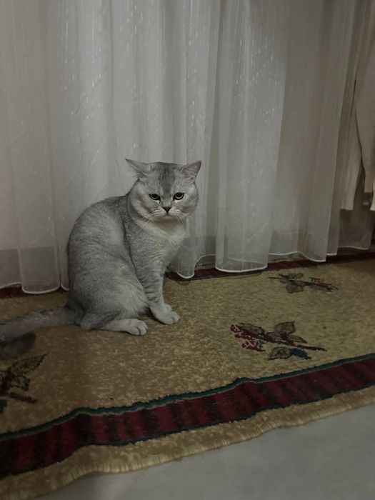 Вязка киз бола мушулани таклиф киламиз