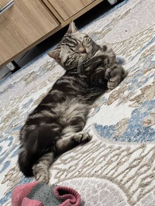 Отдам кошку в хорошие руки