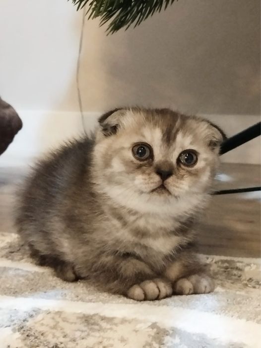 Шотландская вислоухая девочка