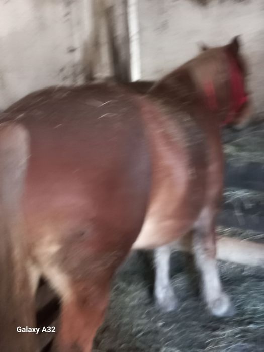 Vand sau schimb iapa din rasa semigreu  fff frumoasa  gestanta