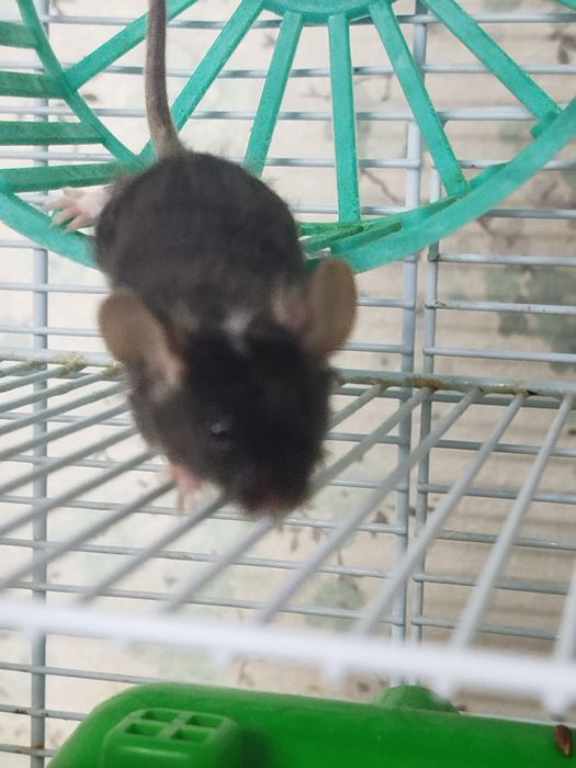 Сатиновые ( шолковые) мышки