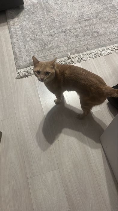 Кот  породистый мальчик