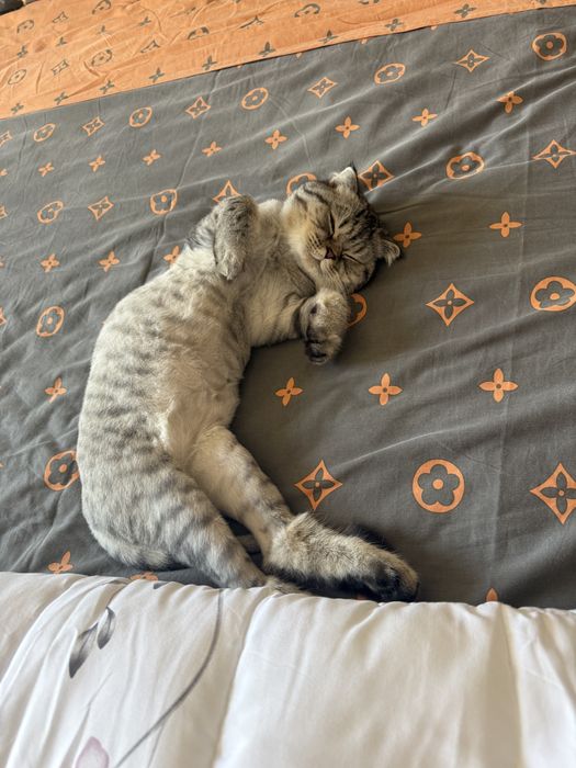 Серебристый шиншилла 8 месяцев