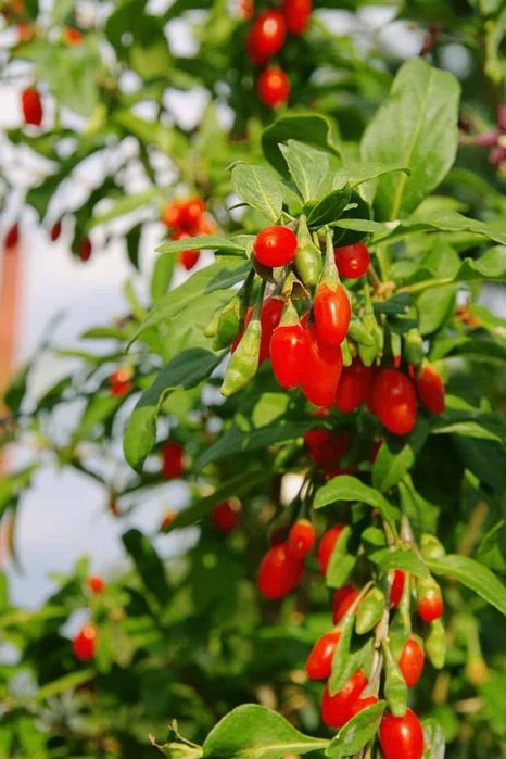 Arbusti Fructiferi (GOJI )
