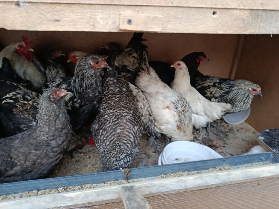 Damashni tovuqla sotladi