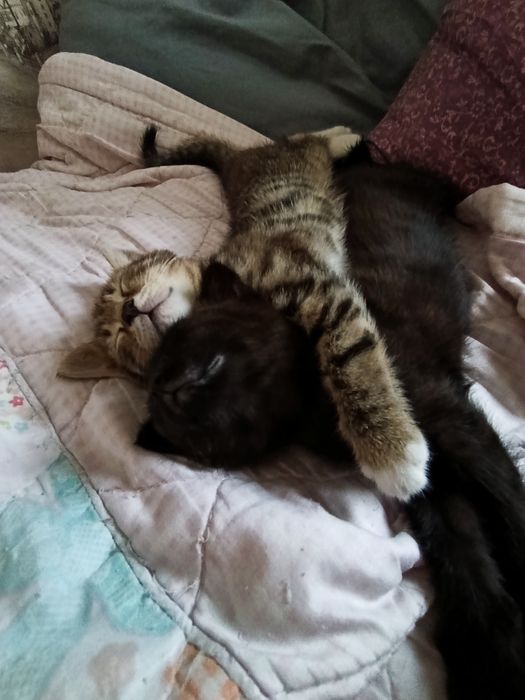 Отдам котят 2 девочки