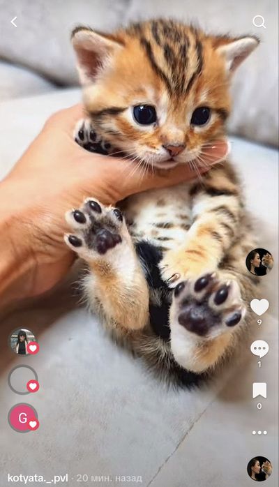 Бенгальский котенок