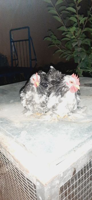 100mingdan  kelisamiz