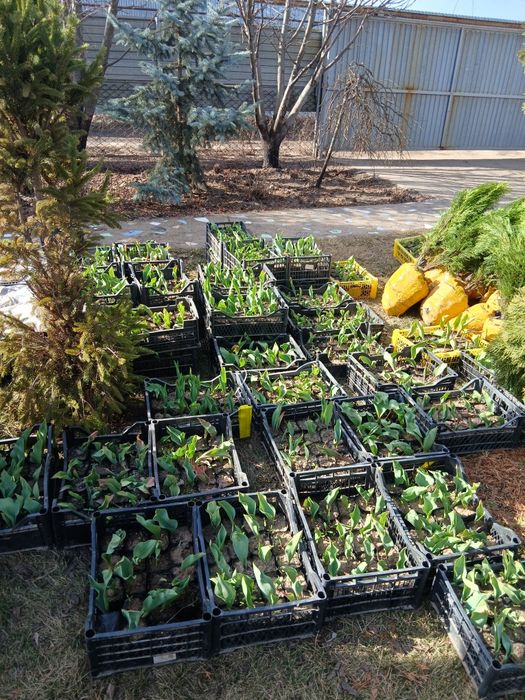 Розы корни, барбарис, лилии, тюльпаны