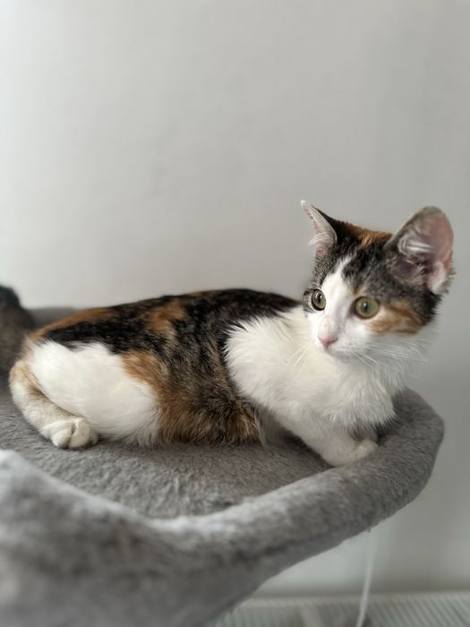 Zambolina cauta casuta