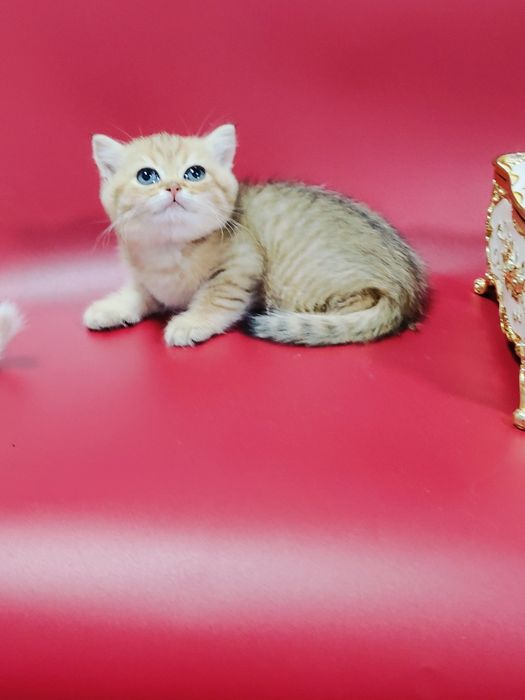 Котята Шиншиллы Бикалоры